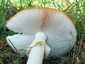 Légyölő galóca (Amanita muscaria), Őrség